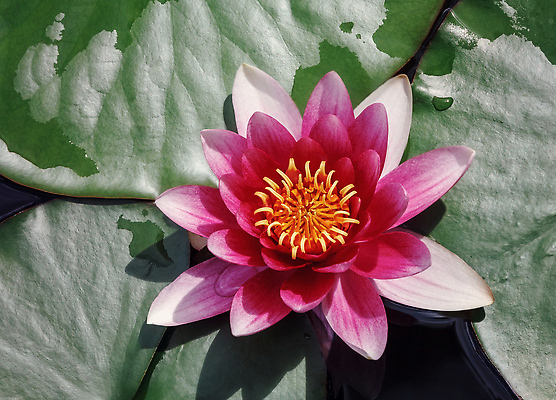 포토 JPG 해외이미지 식물 1 꽃잎 꽃 분홍색 백그라운드 잎 자연 휴식 연꽃 사람없음 야외 장식 빨간색 초록색 물 여름 컬러풀 햇빛 뷰티 노란색 일본 보라색 침묵 젖음 벚꽃 연못 신선 신용카드 우아함 백합 명상 꽃가루 이국적 해외202309 해외포토 자연요소 계절 아시아 컬러 컨셉 금융 태양 소리 가루 생태계 파일형식