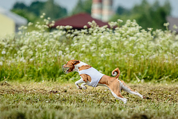 포토 JPG 해외이미지 동물 공원 행복 스포츠 셔츠 밭 포유류 모션 자연 놀이 건강 사람없음 야외 초록색 달리기 햇빛 뷰티 우주 정원 맑음 점프 검은색 경쟁 에너지 레이싱 잡기 개 유혹 강의 테리어 속도 호기심 사냥 사냥개 섬광 순간 순혈 해외202309 해외포토 공공시설 감정 컬러 컨셉 상의 농업 날씨 시합 태양 생태계 파일형식