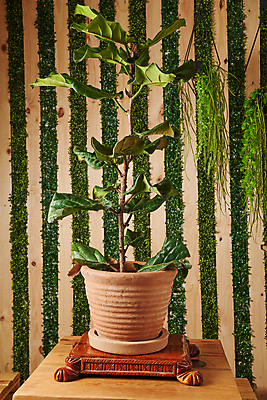 포토 JPG 해외이미지 화분 화초 사람없음 원예 해외202309 해외포토 식물 취미 파일형식