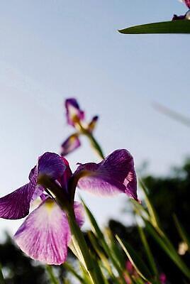 포토 JPG 해외이미지 식물 꽃잎 꽃 사람없음 보라색 봄 들꽃 제비꽃 붓꽃 해외202309 해외포토 계절 컬러 파일형식