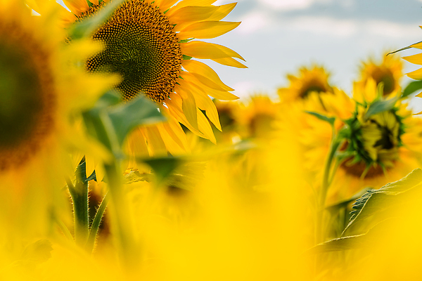 포토 JPG 해외이미지 식물 꽃잎 꽃 지구 리플렛 백그라운드 농업 벽지 날씨 해바라기 풍경 사람없음 여름 빛 컬러풀 세계 햇빛 농경지 노란색 평화 목장 들꽃 수확 벚꽃 광선 시골 개화 낟알 땅 에코 원예 광 밭일 웅장함 원예사 그리너리 해외202309 해외포토 직업 계절 산업 컬러 컨셉 취미 태양 농장 환경 파일형식 트랜드컬러