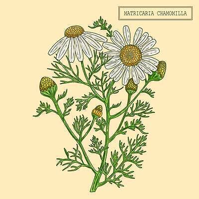 EPS 해외이미지 일러스트 사람없음 약초 캐모마일 해외202309 해외일러스트 꽃 풀_식물 허브 파일형식 벡터