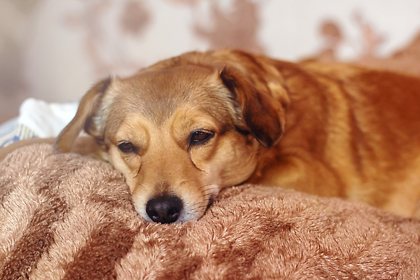 포토 JPG 해외이미지 쿠션 사람없음 반려동물 눕기 귀여움 이불 강아지 졸음 안락 해외202309 해외포토 동물 감정 컨셉 침구 모션 개 파일형식