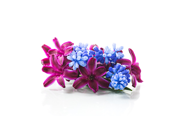 포토 JPG 해외이미지 식물 계절 꽃잎 꽃 분홍색 컬러 꽃다발 결혼 백그라운드 잎 꽃무늬 패턴 자연 엄마 실내 선물 사랑 사람없음 파란색 컬러풀 뷰티 머리 정원 보라색 봄 벚꽃 흰색 축하 인사 신선 신용카드 생일 개화 작음 원예 내추럴 고립 히아신스 해외202309 해외포토 기념일 감정 컨셉 무늬 가족 이벤트 취미 내부 신체부위 금융 예절 크기 생태계 파일형식