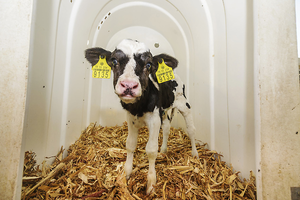 포토 JPG 해외이미지 동물 농업 포유류 실내 서기 풍경 사람없음 가로 농가 농장 가축 기계 목장 시골 점 소 트랙터 헛간 숨김 외양간 대가리 해외202309 해외포토 산업 컨셉 모션 내부 농기계 저장고 특수차량 파일형식