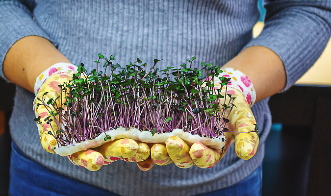 포토 JPG 해외이미지 식물 손 남자 음식 잎 농업 다이어트 채소 재료 자연 수염 건강 요리 사람없음 야외 초록색 상자 햇빛 새싹 주방 정원 봄 샐러드 수확 성장 시골 신선 자르기 허브 에코 유기농 원예 날것 건강식 내추럴 모종 채식주의자 비건 해외202309 해외포토 웰빙 계절 산업 컬러 모션 사람 취미 신체부위 태양 환경 생태계 채식 파일형식