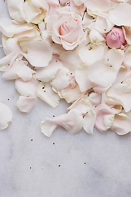 포토 JPG 해외이미지 꽃잎 백그라운드 자연 사람없음 장미 해외202309 해외포토 꽃 생태계 파일형식