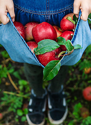 포토 JPG 해외이미지 주간 서양인 여자 어린이 자연 나뭇잎 한명 들기 야외 앞모습 아웃포커스 하반신 신선 사과 과수원 담기 사과농장 소녀한명만 해외202309 해외포토 자연요소 외국인 1 뷰포인트 잎 농업 과일 모션 촬영기법 사람 농장 생태계 여자한명만 소녀만 파일형식