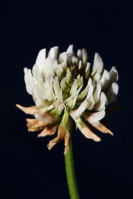포토 JPG 해외이미지 식물 계절 공원 꽃잎 꽃 줄기 컬러 백그라운드 꽃무늬 자연 벽지 잔디 사람없음 야외 초록색 뷰티 새싹 정원 봄 들꽃 벚꽃 흰색 시골 신선 개화 닫기 클로버 허브 원예 내추럴 해외202309 해외포토 공공시설 무늬 모션 취미 생태계 파일형식