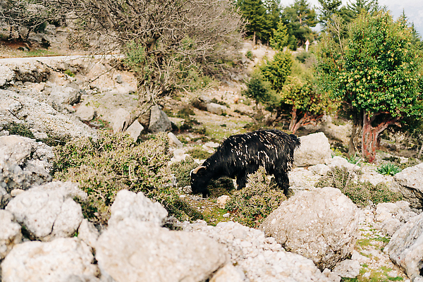 포토 JPG 해외이미지 동물 구름 공원 야생동물 백그라운드 밭 포유류 자연 하늘 초식동물 염소 산 뿔 풍경 사람없음 야외 초록색 여름 뷰티 갈색 계곡 검은색 수확 가을 바위 양 그룹 황무지 군중 숲 언덕 오르기 장면 팩 칠면조 내추럴 생태학 초식 해외202309 해외포토 자연요소 계절 공공시설 교육 컬러 농업 모션 조류 사람 화장품 돌_바위 생태계 파일형식