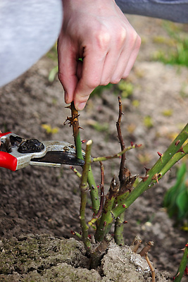 포토 JPG 해외이미지 나무 식물 손 계절 꽃 백그라운드 잎 겨울 농업 자연 노동자 사람 취미 사람없음 야외 초록색 여름 장미 정원 봄 장비 성장 가을 나뭇가지 공구 잡기 업무 농부 자르기 관목 원예 손질 내추럴 다듬기 돌봄 밭일 원예사 해외202309 해외포토 직업 산업 컬러 모션 신체부위 도구 작업 생태계 파일형식