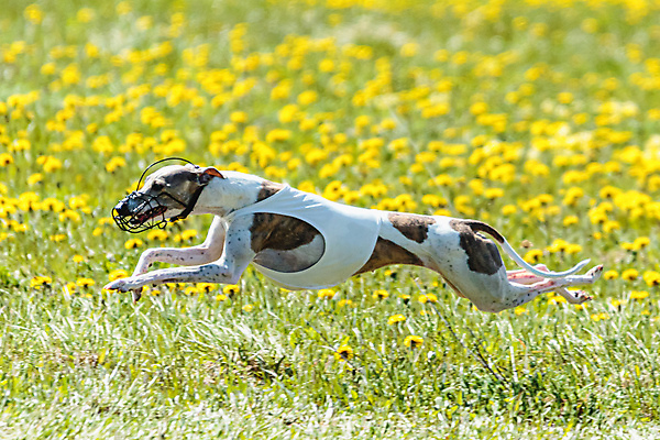 포토 JPG 해외이미지 동물 공원 행복 스포츠 셔츠 밭 포유류 모션 자연 놀이 건강 사람없음 야외 초록색 달리기 햇빛 뷰티 우주 정원 맑음 점프 검은색 경쟁 에너지 레이싱 잡기 개 유혹 강의 테리어 속도 호기심 사냥 사냥개 섬광 순간 순혈 해외202309 해외포토 공공시설 감정 컬러 컨셉 상의 농업 날씨 시합 태양 생태계 파일형식