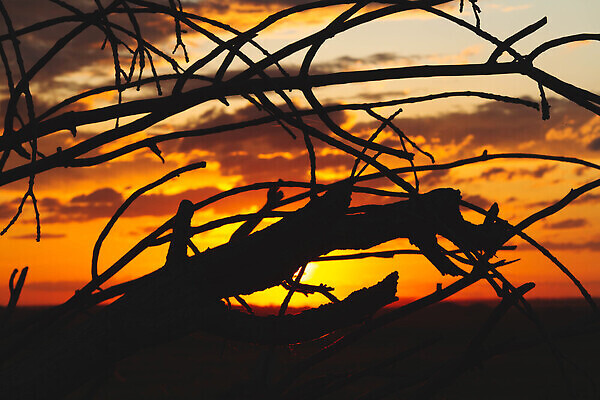 포토 JPG 해외이미지 나무 구름 디자인 계절 실루엣 여행 컨셉 오렌지 자연 하늘 휴가 사람 풍경 성인 사람없음 야외 빨간색 초록색 물 여름 파란색 빛 햇빛 태양 일출 환경 일몰 사막 흰색 황무지 저녁 숲 그림 남쪽 내추럴 이국적 수평선 해외202309 해외포토 자연요소 식물 컬러 과일 촬영기법 노을 야간 방향 생태계 파일형식