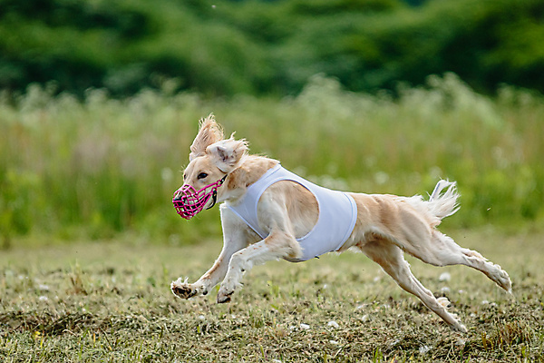 포토 JPG 해외이미지 동물 공원 행복 스포츠 셔츠 밭 포유류 모션 자연 놀이 건강 사람없음 야외 초록색 달리기 햇빛 뷰티 우주 정원 맑음 점프 검은색 경쟁 에너지 레이싱 잡기 개 유혹 강의 테리어 속도 호기심 사냥 사냥개 섬광 순간 순혈 해외202309 해외포토 공공시설 감정 컬러 컨셉 상의 농업 날씨 시합 태양 생태계 파일형식