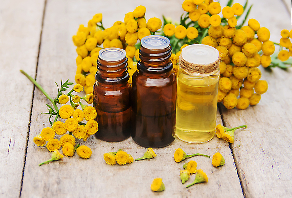 포토 JPG 해외이미지 꽃 백그라운드 자연 사람없음 뷰티 노란색 신선 오일 내추럴 해외202309 해외포토 식물 음식 컬러 화장품 생태계 파일형식