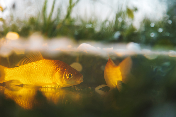 포토 JPG 해외이미지 동물 1 호수 야생동물 음식 백그라운드 자연 낚시 건강 어류 취미 사람없음 초록색 물 빛 강 머리 환경 수중 흰색 연못 신선 잡기 황금 눈금 꼬리 금붕어 날것 도미 지느러미 수족관 잉어 얼레 내추럴 고립 동물상 민물 해외202309 해외포토 자연요소 컬러 모션 레저 신체부위 조형물 수중동물 생태계 파일형식
