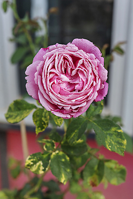 포토 JPG 해외이미지 식물 공원 꽃잎 꽃 줄기 분홍색 컬러 백그라운드 잎 꽃무늬 자연 아침 풍경 사람없음 야외 초록색 여름 컬러풀 뷰티 장미 머리 정원 보라색 봄 성장 벚꽃 시골 신선 개화 다발 허브 향수 원예 아로마 내추럴 해외202309 해외포토 주간 계절 공공시설 무늬 취미 신체부위 화장품 생태계 파일형식