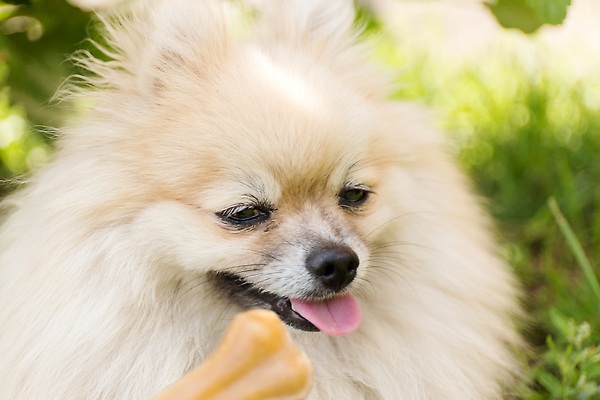 포토 JPG 해외이미지 동물 응시 새끼 음식 뼈 털 사람없음 반려동물 갈색 식사 대접 개 맛 강아지 소프트포커스 작음 먹기 코 송곳니 돌봄 블러 수유 포메라니안 해외202309 해외포토 시선 컬러 컨셉 포유류 모션 촬영기법 신체부위 치아 크기 파일형식