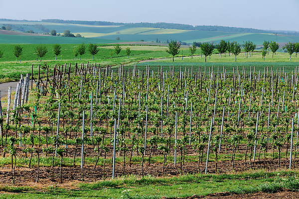 포토 JPG 해외이미지 식물 계절 선 음식 잎 밭 농업 과일 자연 포도 사람없음 야외 초록색 농작물 농장 와인 정원 계곡 수확 성장 시골 다발 언덕 포도밭 포도나무 밭일 숙성 양조장 해외202309 해외포토 산업 컬러 주류 과일나무 생태계 파일형식