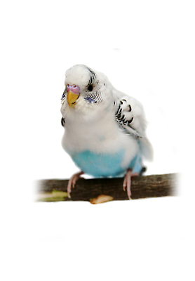 포토 JPG 해외이미지 동물 1 야생동물 어린이 날개 장난 자연 조류 실내 앉기 사람없음 파란색 반려동물 컬러풀 머리 치킨 흰색 나뭇가지 작음 깃털 부리 앵무새 슛 봉 고립 잉꼬 해외202309 해외포토 나무 컬러 모션 사람 내부 신체부위 크기 생태계 닭고기요리 파일형식