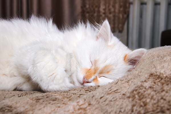 포토 JPG 해외이미지 사람없음 반려동물 눕기 귀여움 눈감음 고양이 이불 안락 해외202309 해외포토 동물 컨셉 포유류 침구 모션 파일형식