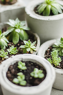 포토 JPG 해외이미지 식물 라이프스타일 디자인 꽃 행복 컬러 백그라운드 패턴 농업 자연 탁자 선인장 주택 선물 취미 사람없음 내부 장식 초록색 파란색 뷰티 정원 방 흰색 시골 플랫 냄비 수집 원예 질감 위치 DIY 내추럴 다육식물 스칸디나비아 심기 콘크리트 스타일 힙스터 해외202309 해외포토 패션 감정 산업 가구 무늬 모션 건물 생활 솥 생태계 파일형식