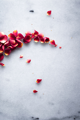 포토 JPG 해외이미지 꽃잎 분홍색 백그라운드 곡선 사람없음 장미 카피스페이스 해외202309 해외포토 꽃 선 컬러 공백 파일형식