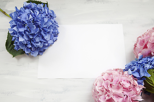 포토 JPG 해외이미지 백그라운드 잎 사람없음 화려 수국 카피스페이스 해외202309 해외포토 식물 꽃 컨셉 공백 파일형식