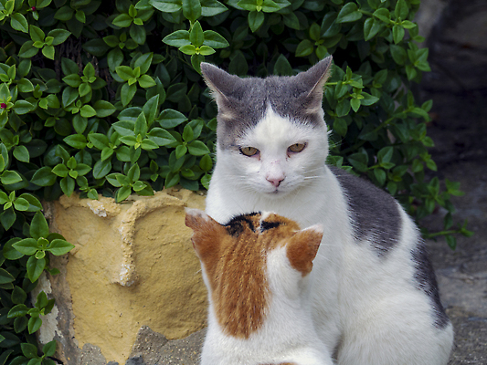 포토 JPG 해외이미지 동물 1 응시 섬 여행 백그라운드 건축양식 포유류 자연 거리 주택 털 사람없음 야외 건물 물 여름 반려동물 뷰티 갈색 노란색 고양이 흰색 도시 작음 만족 타운 솜털 내추럴 동물상 몰타섬 옛날 해외202309 해외포토 자연요소 건축물 시선 계절 건축 감정 컬러 조형물 크기 생태계 몰타 파일형식