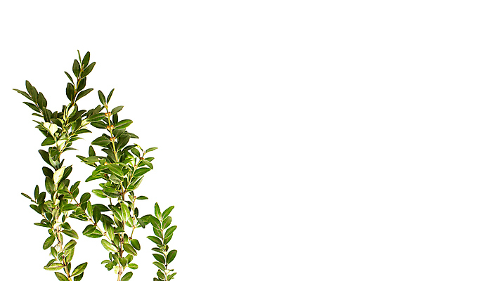 포토 JPG 해외이미지 식물 디자인 배너 계절 꽃 줄기 컬러 백그라운드 컨셉 잎 꽃무늬 자연 프레임 건강 사람없음 장식 초록색 세트 유행 우주 정원 봄 흰색 나뭇가지 신선 플랫 닫기 정상 위치 내추럴 항공촬영 고립 이국적 정물화 그리너리 국경 해외202309 해외포토 나무 뷰포인트 무늬 모션 그림 생태계 파일형식 트랜드컬러