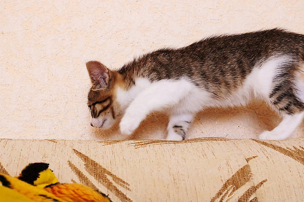 포토 JPG 해외이미지 동물 응시 행복 얼굴 컬러 백그라운드 포유류 놀이 수염 주택 털 건강 사람없음 초록색 반려동물 뷰티 약 노란색 머리 귀여움 고양이 줄무늬 회색 흰색 닫기 달콤 질병 작음 묘사 솜털 내추럴 고립 해외202309 해외포토 시선 감정 컨셉 무늬 의학 모션 건물 신체부위 맛 크기 파일형식