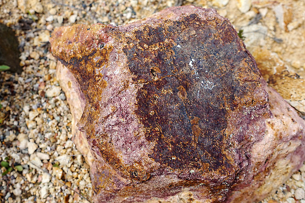 포토 JPG 해외이미지 나무 공원 꽃 백그라운드 잎 자연 사람없음 야외 목재 초록색 벚꽃 흰색 면 담요 꽃가루 솜털 알레르기 해외202309 해외포토 식물 공공시설 컬러 재료 질병 가루 생태계 파일형식