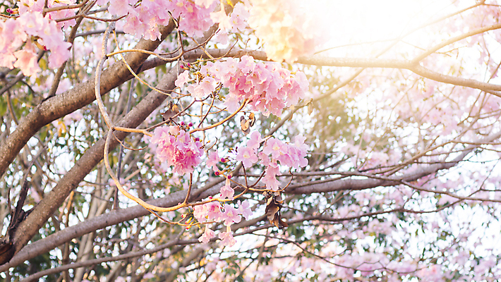 포토 JPG 해외이미지 나무 식물 계절 공원 꽃잎 꽃 분홍색 백그라운드 꽃무늬 태국 자연 하늘 발렌타인데이 사랑 사람없음 야외 장식 컬러풀 햇빛 뷰티 환경 정원 봄 꿈 낭만 성장 벚꽃 흰색 나뭇가지 신선 개화 체리 달콤 트럼펫 내추럴 해외202309 해외포토 공공시설 감정 아시아 컬러 컨셉 무늬 과일 데이이벤트 태양 맛 금관악기 생태계 파일형식