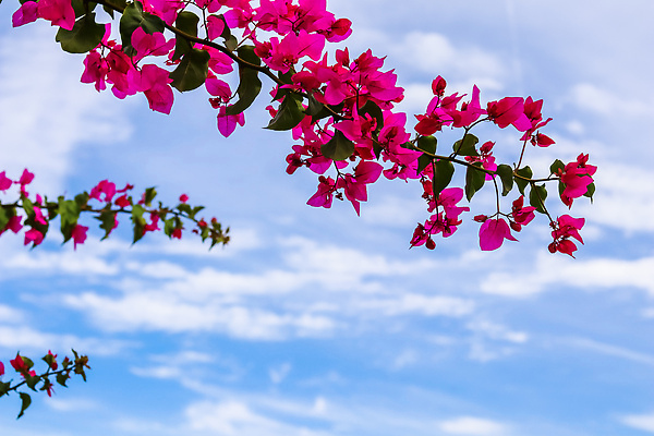 포토 JPG 해외이미지 식물 꽃잎 꽃 분홍색 컬러 섬 여행 백그라운드 꽃무늬 자연 하늘 휴가 휴식 사람없음 야외 건물 파란색 컬러풀 뷰티 정원 보라색 벚꽃 흰색 개화 자주색 지중해 관목 원예 칠면조 내추럴 해외202309 해외포토 나무 건축물 바다 컨셉 무늬 조류 취미 생태계 파일형식