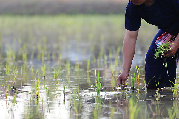 포토 JPG 해외이미지 손 한명 성인 신체부위 새싹 하반신 성장 쌀 농부 모내기 논밭 심기 성인한명만 해외포토 식물 직업 1 밭 농업 모션 곡류 논 사람 성인만 파일형식