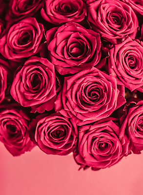 포토 JPG 해외이미지 분홍색 꽃다발 근접촬영 사람없음 장미 로맨틱 해외202309 해외포토 꽃 뷰포인트 컬러 컨셉 파일형식