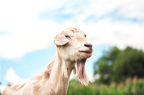 포토 JPG 해외이미지 동물 응시 여자 행복 얼굴 음식 백그라운드 밭 농업 포유류 자연 하늘 염소 뿔 서기 미소 풍경 사람없음 야외 초록색 여름 뷰티 농장 머리 가축 우유 흰색 시골 군중 방목 먹기 내추럴 밭일 해외202309 해외포토 시선 계절 감정 산업 컬러 모션 유제품 표정 사람 신체부위 축산업 생태계 파일형식