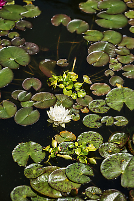 포토 JPG 해외이미지 식물 공원 꽃잎 꽃 호수 분홍색 잎 자연 사람없음 물 뷰티 정원 벚꽃 흰색 연못 해외202309 해외포토 자연요소 공공시설 컬러 생태계 파일형식