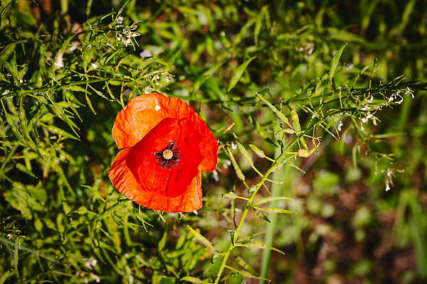 포토 JPG 해외이미지 식물 계절 꽃잎 꽃 음식 컬러 잎 꽃무늬 밭 농업 자연 하늘 씨앗 풍경 사람없음 야외 빨간색 초록색 여름 파란색 컬러풀 노란색 환경 봄 활발 벚꽃 시골 신선 양귀비 내추럴 해외202309 해외포토 산업 컨셉 무늬 생태계 파일형식