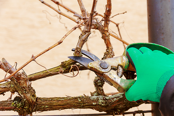 포토 JPG 해외이미지 손 계절 농업 과일 포도 사람없음 초록색 와인 정원 나뭇가지 공구 시골 업무 작업 자르기 유기농 원예 포도밭 포도나무 밭일 원예사 해외202309 해외포토 나무 직업 웰빙 산업 컬러 밭 모션 주류 취미 신체부위 도구 과일나무 파일형식