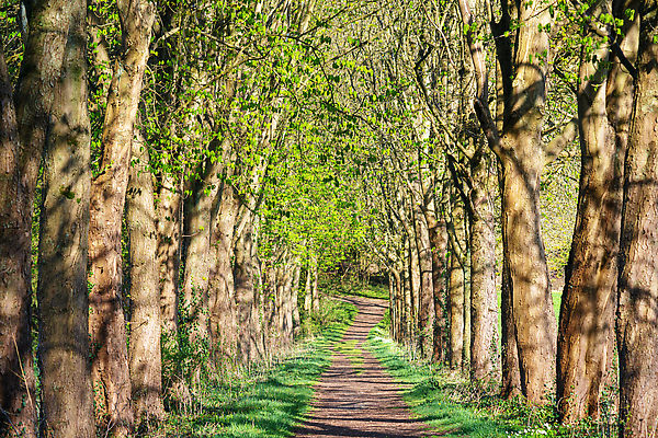 포토 JPG 해외이미지 나무 식물 유럽 길 여행 자국 자연 독일 파노라마 풍경 사람없음 야외 여름 관광지 환경 하이킹 시골 숲 오솔길 생태계 내추럴 방법 해외202309 해외포토 계절 나라 레저 촬영기법 파일형식