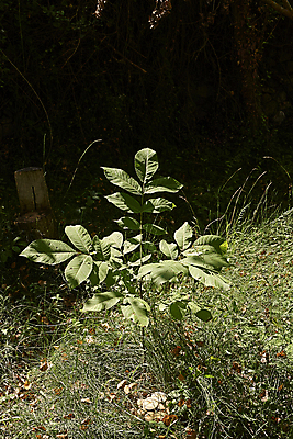 포토 JPG 해외이미지 나무 식물 구름 계절 길 백그라운드 잎 밭 농업 재료 자연 하늘 건강 씨앗 사람없음 야외 목재 초록색 여름 파란색 뷰티 견과류 수확 성장 가을 흰색 나뭇가지 시골 신선 과수원 오브젝트 알맹이 호두 비타민 흙더미 밭일 채식주의자 수평선 세련 비건 해외202309 해외포토 자연요소 산업 컬러 흙 생태계 채식 영양소 파일형식 더미