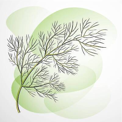 EPS 해외이미지 식물 전통 디자인 꽃 실루엣 음식 줄기 백그라운드 잎 크리스마스 농업 일러스트 자연 휴가 파슬리 요리 미술 목재 빨간색 초록색 뷰티 주방 수확 흰색 나뭇가지 신선 고명 양념 스케치 허브 향신료 유기농 향 딜 엘리먼트 회향 벡터 그리너리 해외202309 해외일러스트 나무 웰빙 기념일 산업 컬러 채소 재료 문화예술 촬영기법 생태계 향미료 파일형식 트랜드컬러