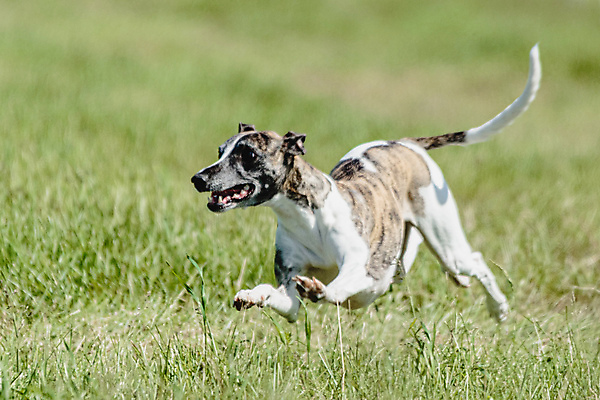 포토 JPG 해외이미지 동물 공원 행복 스포츠 셔츠 밭 포유류 모션 자연 놀이 건강 사람없음 야외 초록색 달리기 햇빛 뷰티 우주 정원 맑음 점프 검은색 경쟁 에너지 레이싱 잡기 개 유혹 강의 테리어 속도 호기심 사냥 사냥개 섬광 순간 순혈 해외202309 해외포토 공공시설 감정 컬러 컨셉 상의 농업 날씨 시합 태양 생태계 파일형식