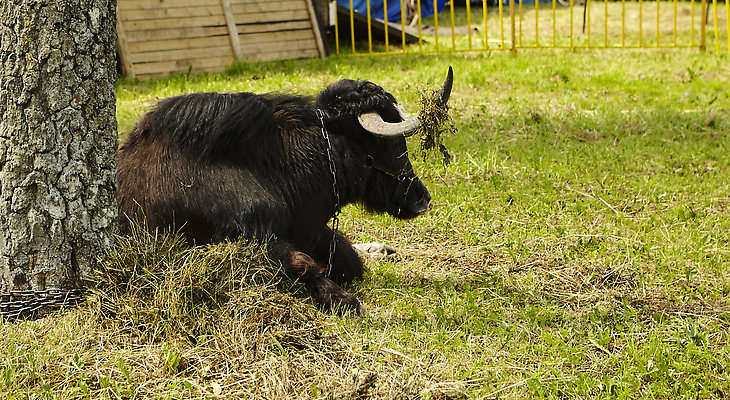 포토 JPG 해외이미지 동물 여행 포유류 자연 산 털 사람없음 여름 글로벌 농장 검은색 숲 황소 통과 거짓말 해외202309 해외포토 계절 컬러 농업 소 생태계 파일형식