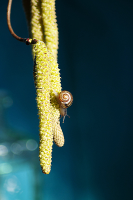 포토 JPG 해외이미지 식물 동물 야생동물 곤충 백그라운드 컨셉 잎 모션 자연 아침 생물 연체동물 무척추동물 주택 안테나 나선형 사람없음 야외 초록색 파란색 햇빛 갈색 정원 젖음 껍질 흰색 작음 먹기 달팽이 오르기 느림 기어가기 고립 민달팽이 생태학 개암 끈적임 해외202309 해외포토 주간 교육 열매 컬러 무늬 통신 건물 태양 크기 생태계 파일형식 달팽이_동물
