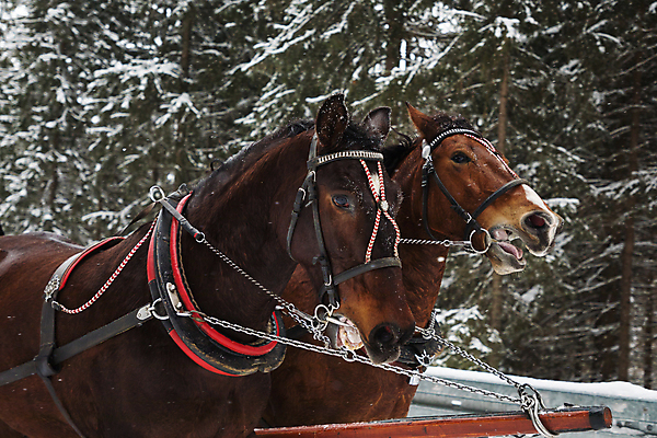 포토 JPG 해외이미지 나무 동물 계절 유럽 도로 여행 2 겨울 포유류 교통시설 자연 날씨 휴가 산 사람없음 야외 빛 뷰티 환경 냉동 추위 흰색 소나무 업무 승차 숲 서리 마차 폴란드 슬로바키아 해외202309 해외포토 식물 나라 길 교통수단 컬러 교통 모션 작업 시설 생태계 파일형식