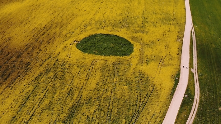 포토 JPG 해외이미지 식물 계절 꽃 산업 곤충 밭 농업 자연 하늘 사람없음 야외 초록색 파란색 농작물 뷰티 농장 노란색 환경 맑음 봄 과학기술 벚꽃 시골 개화 휘발유 묘사 유채 연료 밭일 생태학 카놀라 그리너리 해외202309 해외포토 동물 교육 컬러 날씨 기술 석유 생태계 파일형식 트랜드컬러