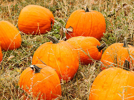 포토 JPG 해외이미지 전통 음식 줄기 밭 농업 채소 가방 오렌지 과일 자연 호박 휴가 주택 사람없음 농장 미국 할로윈 큼 유기농 스쿼시 땅바닥 콜로라도 해외202309 해외포토 식물 웰빙 잡화 산업 스포츠 북아메리카 바닥 건물 구기 크기 생태계 파일형식