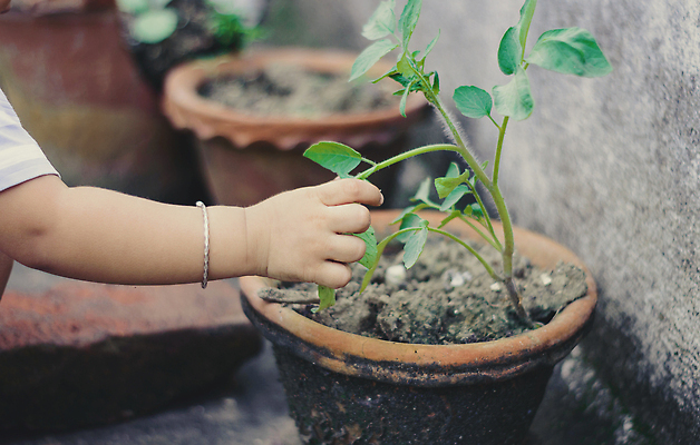 포토 JPG 해외이미지 나무 식물 손 계절 공원 화분 지구 어린이 백그라운드 컨셉 잎 농업 채소 자연 건강 한명 사람 사람없음 야외 초록색 물 여름 햇빛 농장 새싹 환경 정원 흙 봄 성장 보호 작음 환경보전 유기농 원예 내추럴 돌봄 땅바닥 모종 묘목 생태학 해외202309 해외포토 자연요소 1 웰빙 공공시설 교육 산업 컬러 모션 바닥 취미 신체부위 태양 크기 사회이슈 생태계 파일형식